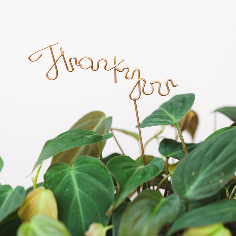 観葉植物とのセットにおすすめ】サンキューピック（Thank you） | 青山