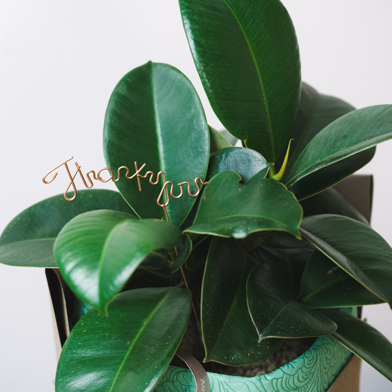 観葉植物とのセットにおすすめ】サンキューピック（Thank you） | 青山