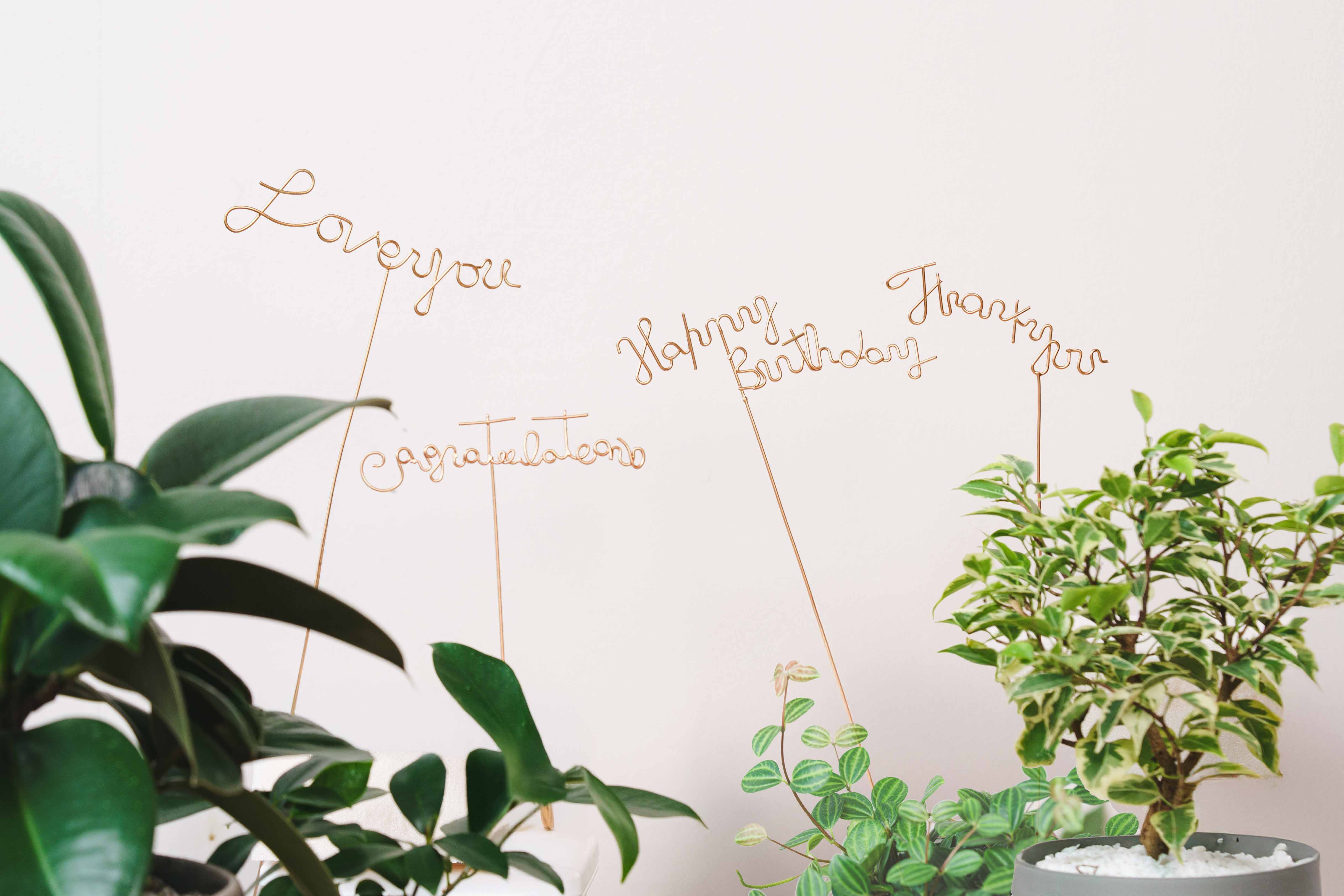 観葉植物とのセットにおすすめ】サンキューピック（Thank you） | 青山