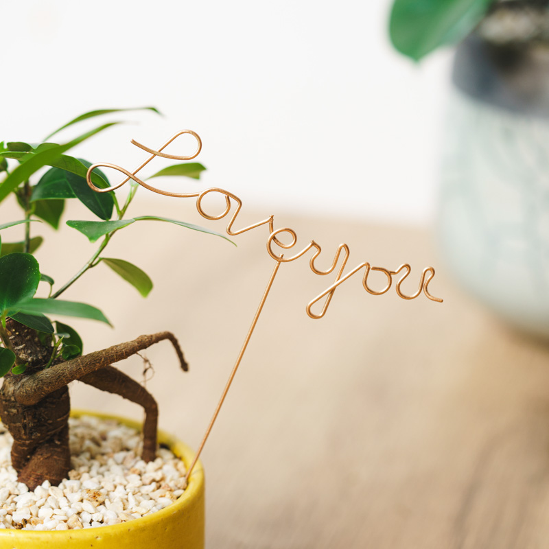 観葉植物とのセットにおすすめ】ラブユーピック（Love you） | 青山
