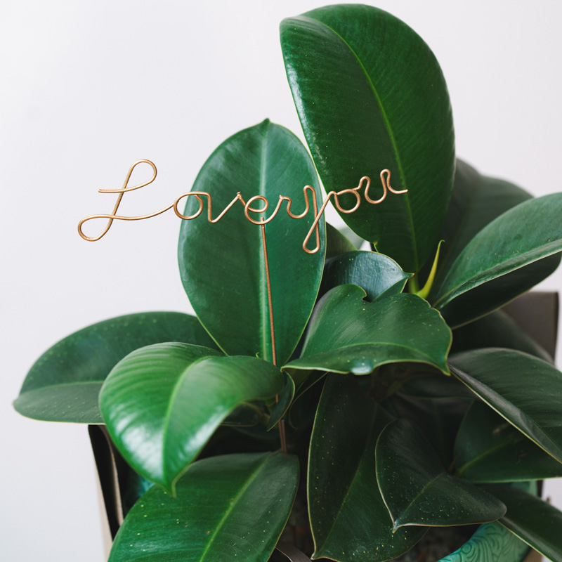 観葉植物とのセットにおすすめ】ラブユーピック（Love you） | 青山