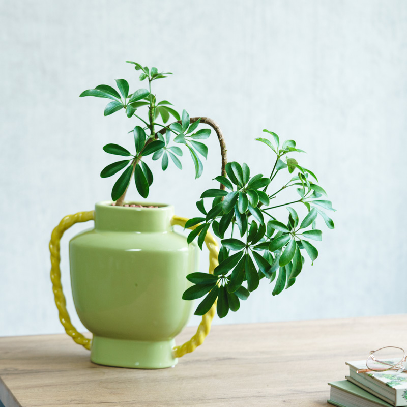 希少❗️ アロエ ヘラクレス 大苗 観葉植物 プレゼント 新築祝い