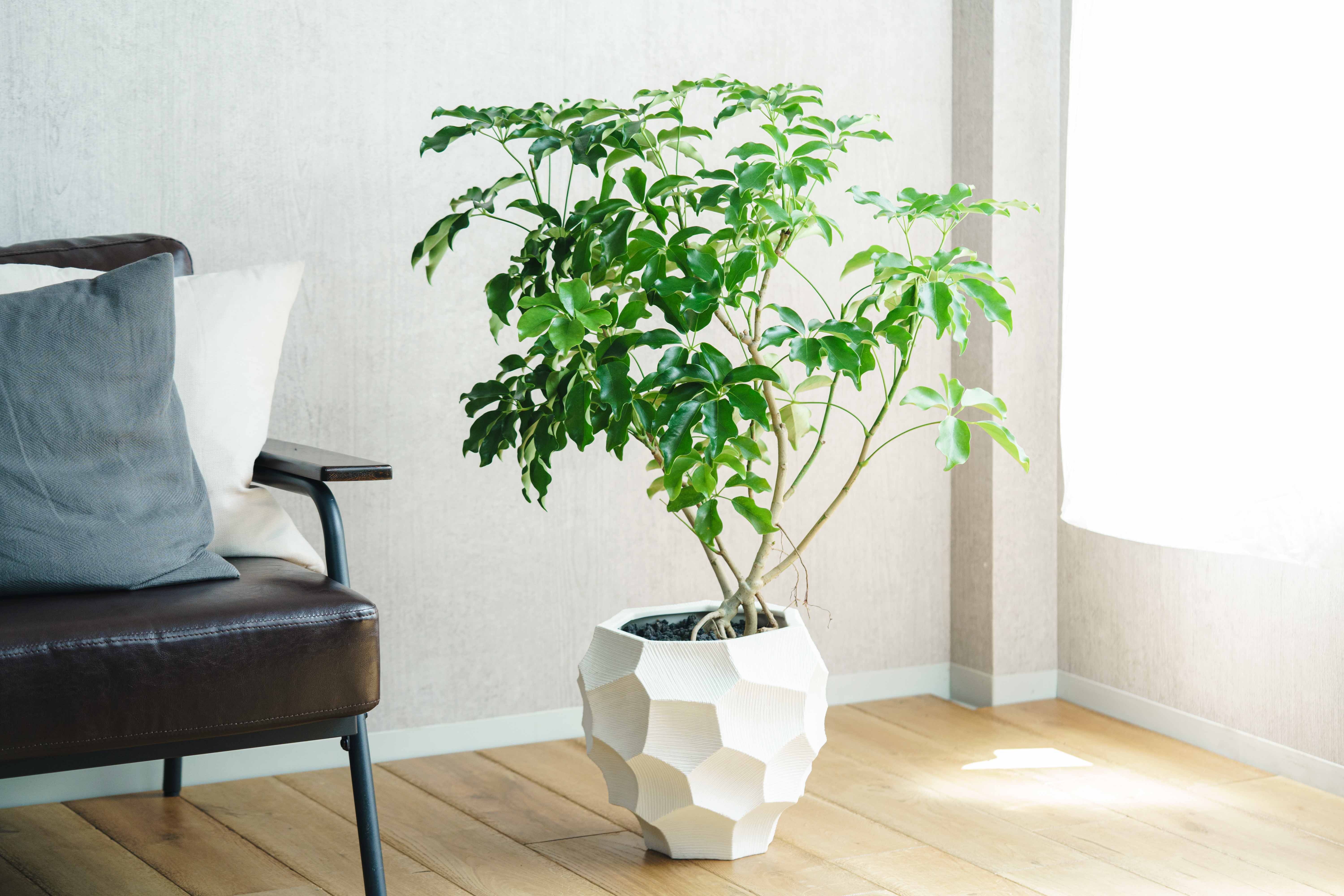 シェフレラ・グランディス/STEM(ステム)/C7331 | 青山フラワー