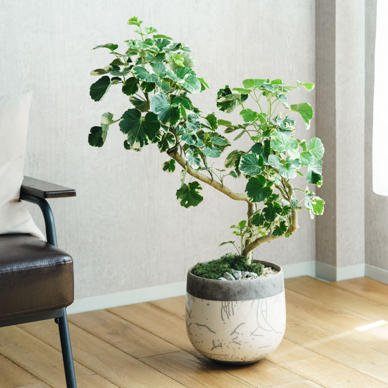 一点もの】ポリシャス・マルギナータ/DOMANI(ドマーニ)/ミンスク