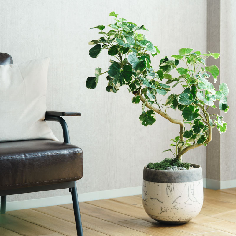 DOMANI MINSK 26 パールホワイト