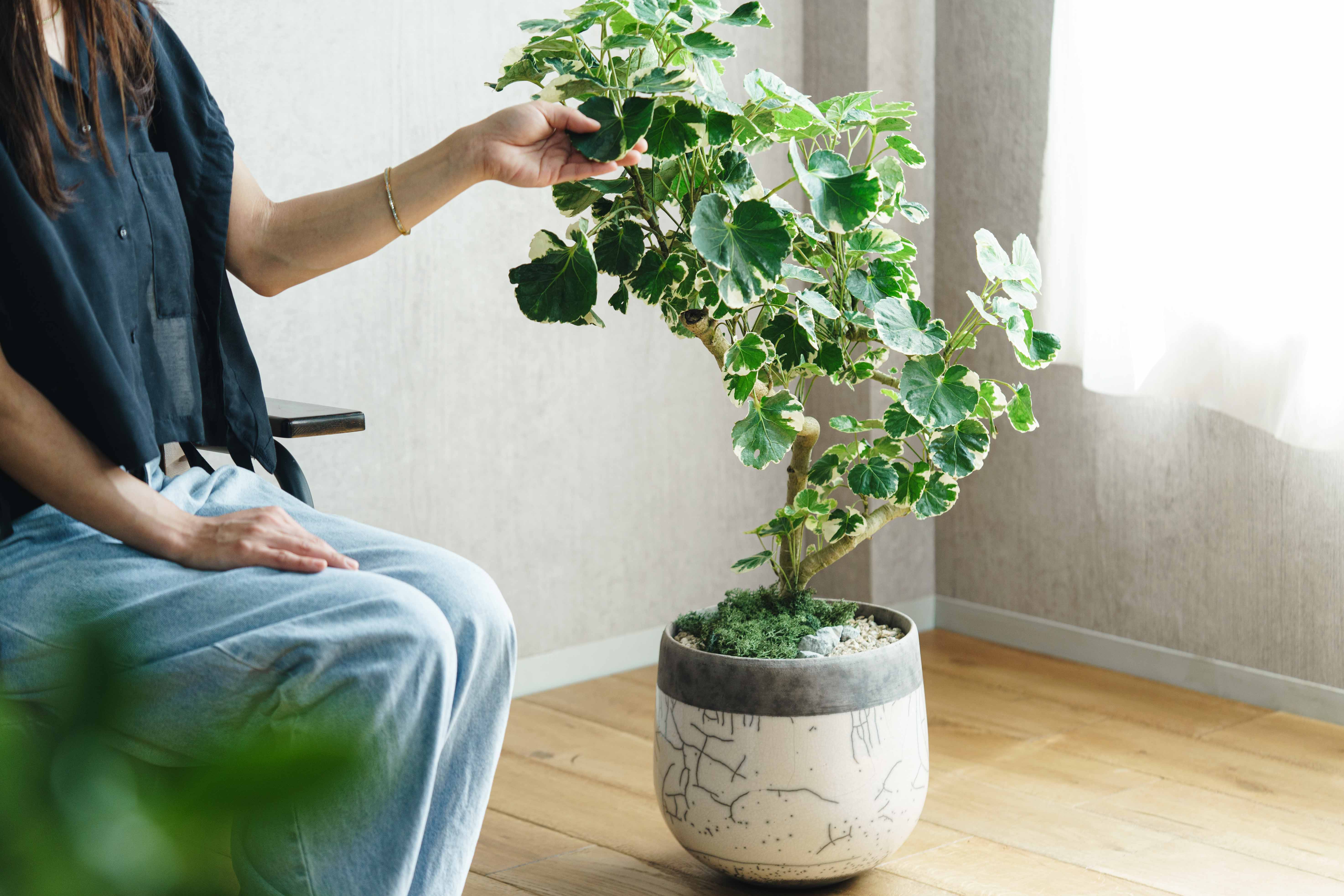 一点もの】ポリシャス・マルギナータ/DOMANI(ドマーニ)/ミンスク