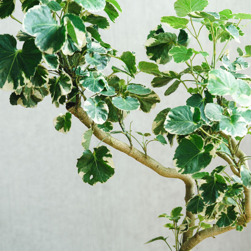 一点もの】ポリシャス・マルギナータ/DOMANI(ドマーニ)/ミンスク