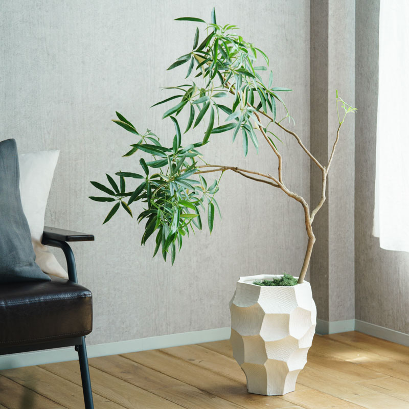 一点もの】シェフレラ・タカオ/STEM(ステム)/C7330 | 青山フラワー