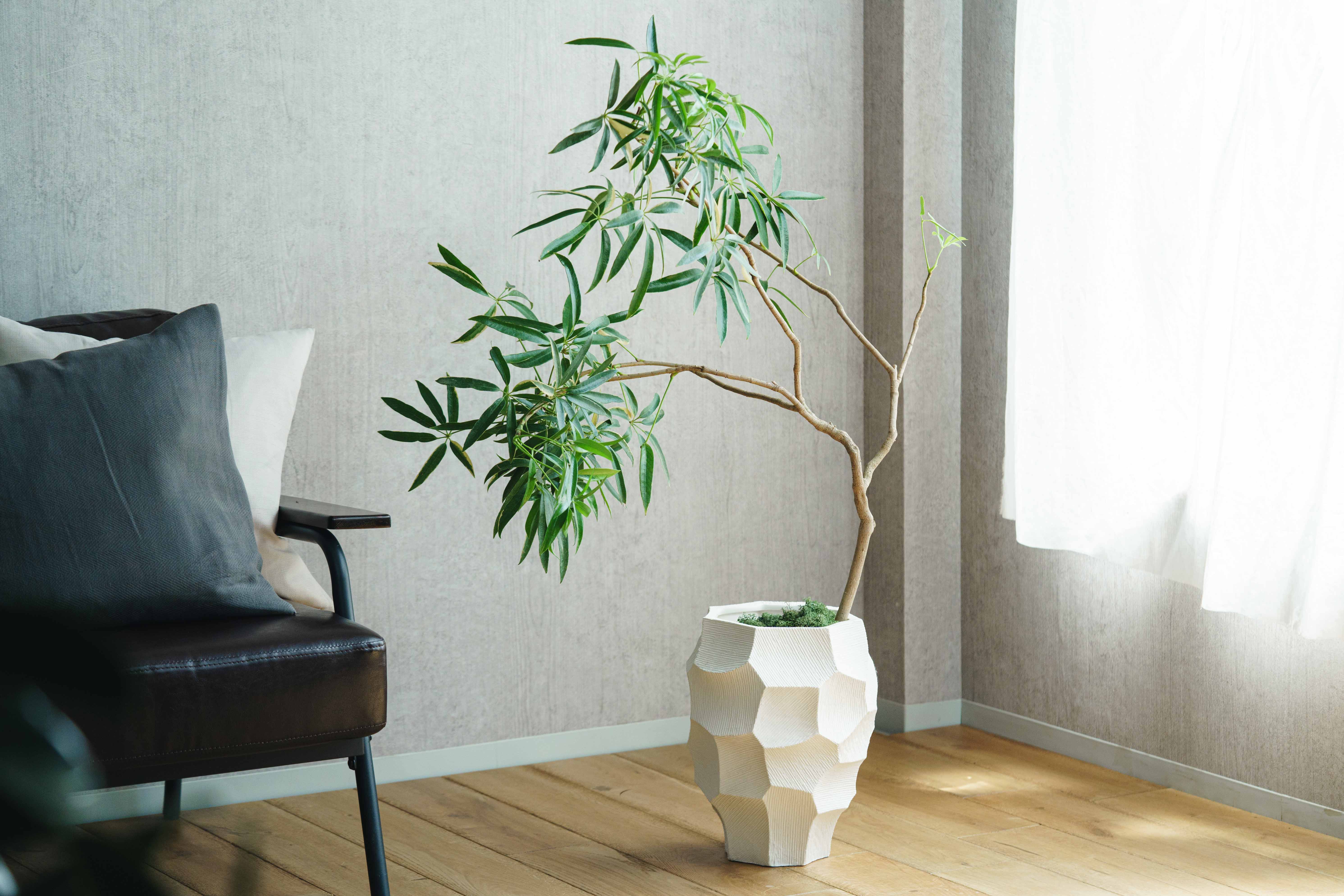 一点もの】シェフレラ・タカオ/STEM(ステム)/C7330 | 青山フラワー