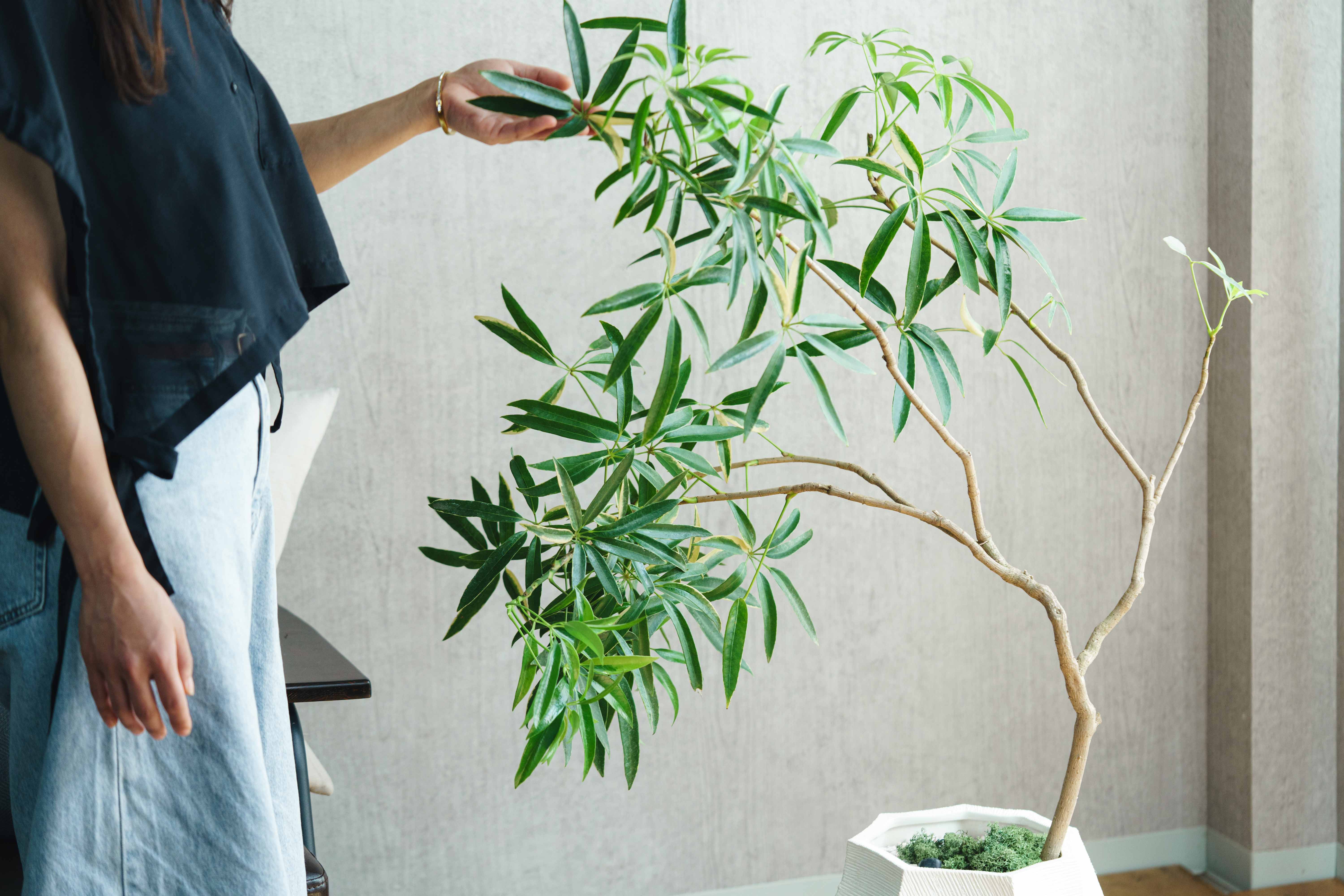 一点もの】シェフレラ・タカオ/STEM(ステム)/C7330 | 青山フラワー