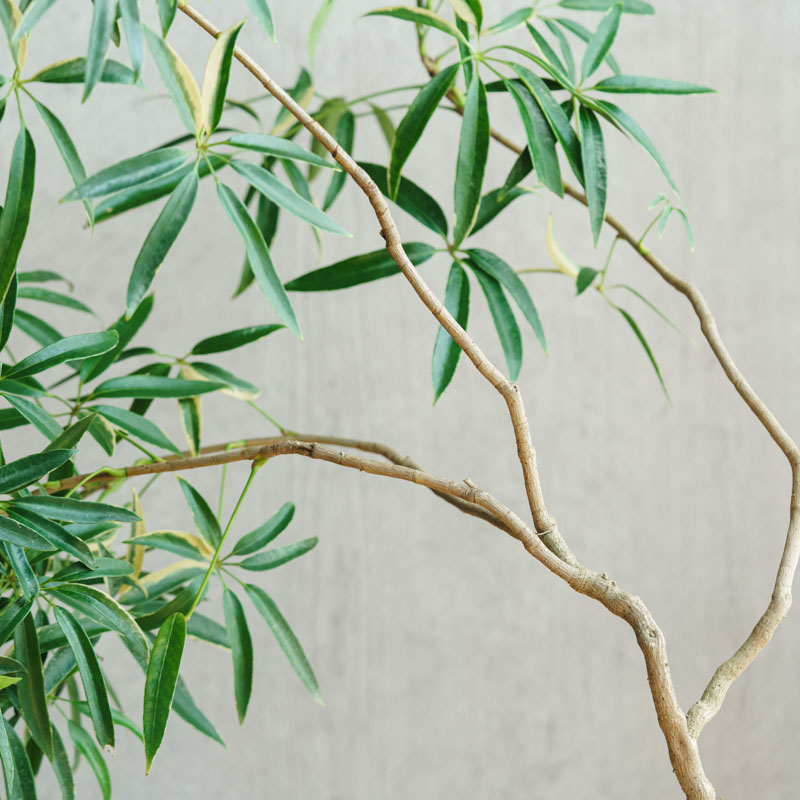 一点もの】シェフレラ・タカオ/STEM(ステム)/C7330 | 青山フラワー