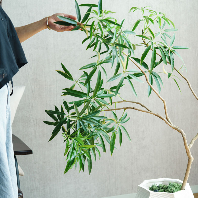 一点もの】シェフレラ・タカオ/STEM(ステム)/C7330 | 青山フラワー