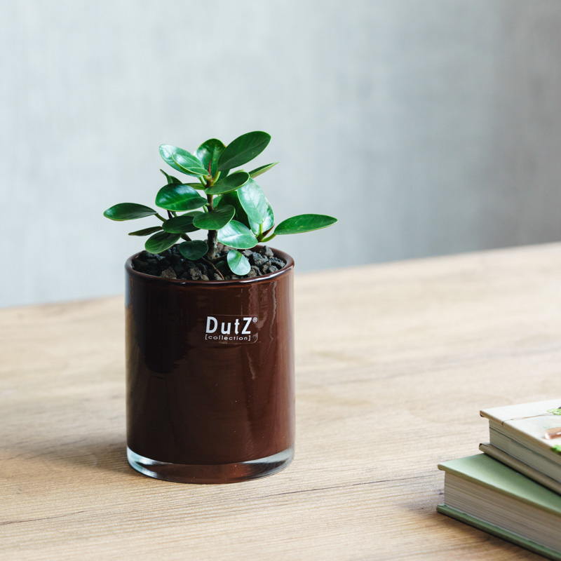 パンダガジュマル　希望の商品を選べます dショッピング |【希少植物】【お試し】 ガジュマル（パンダ） 4号