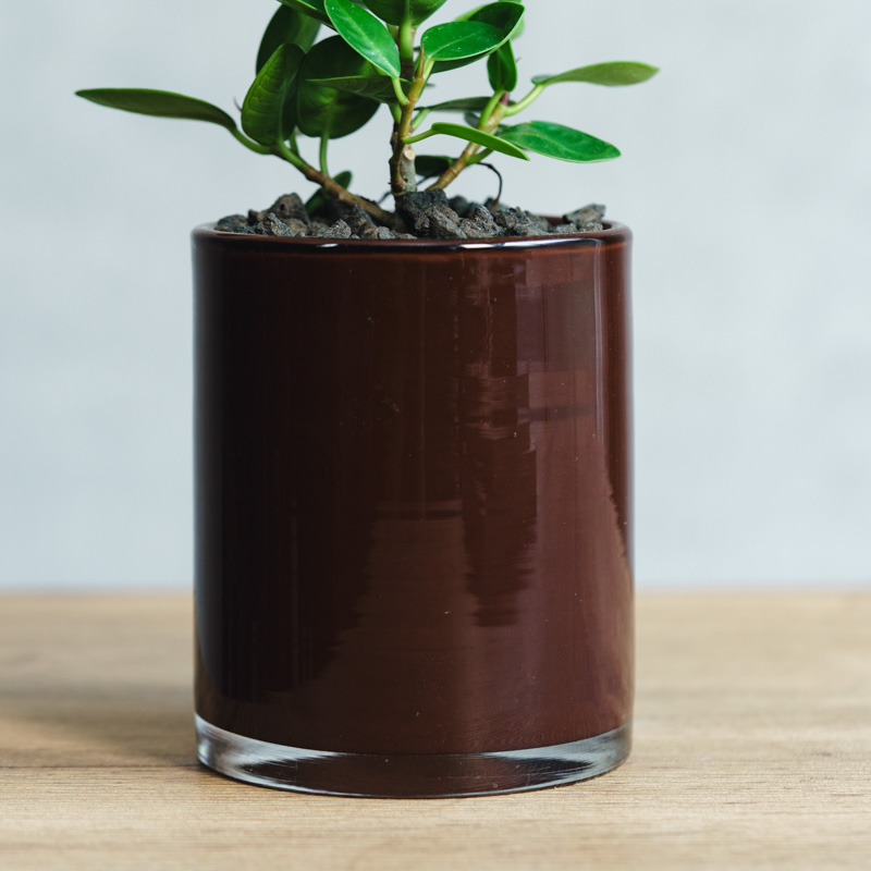 パンダガジュマル・コパンダ/DutZ(ダッツ)/シリンダー10 チェスト