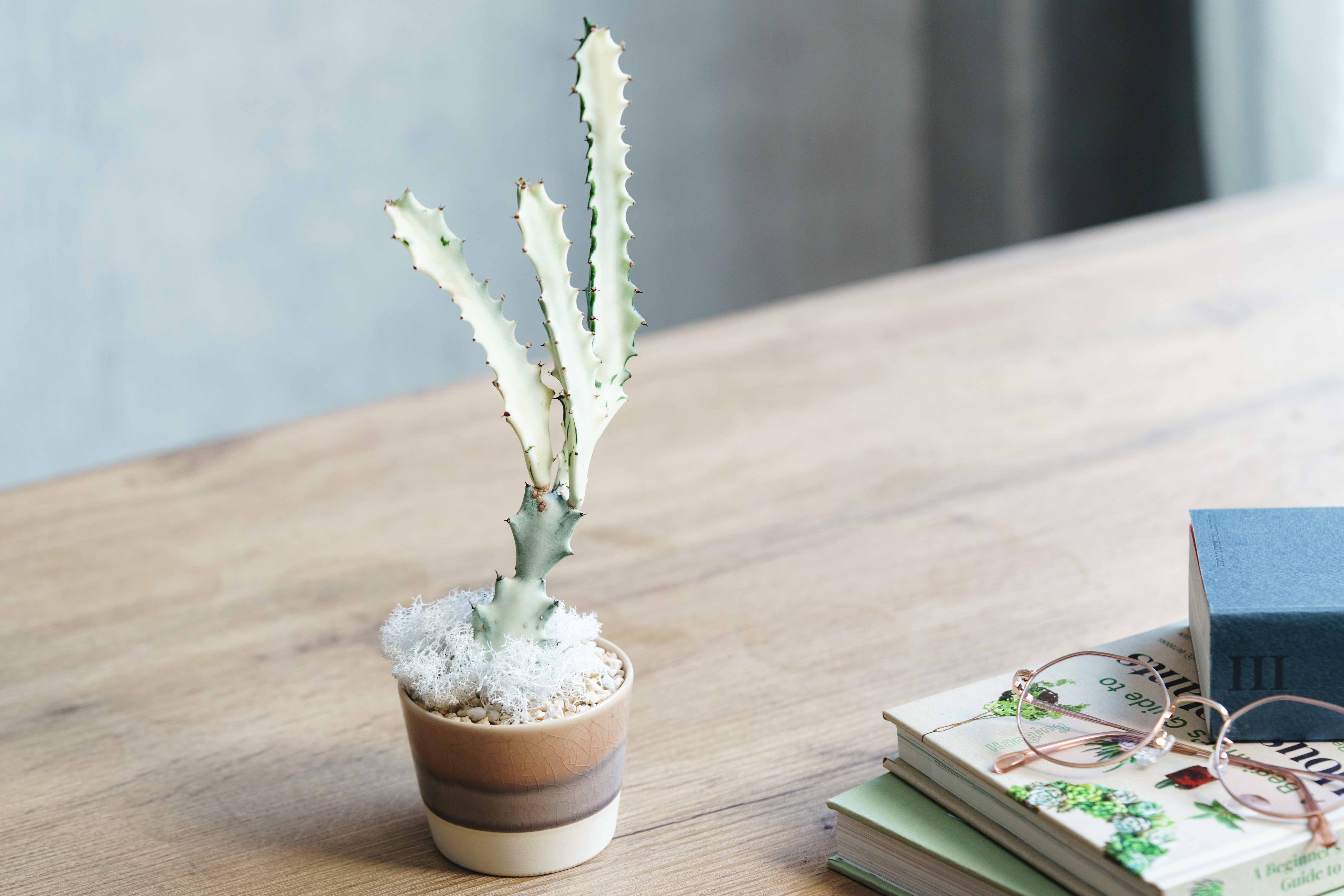 一点もの】ユーフォルビア・ラクティア・ホワイトゴースト