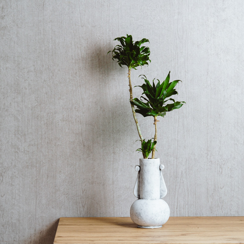 一点もの】ドラセナ・コンパクタ/LIVING TALK(リビングトーク)/PATINA