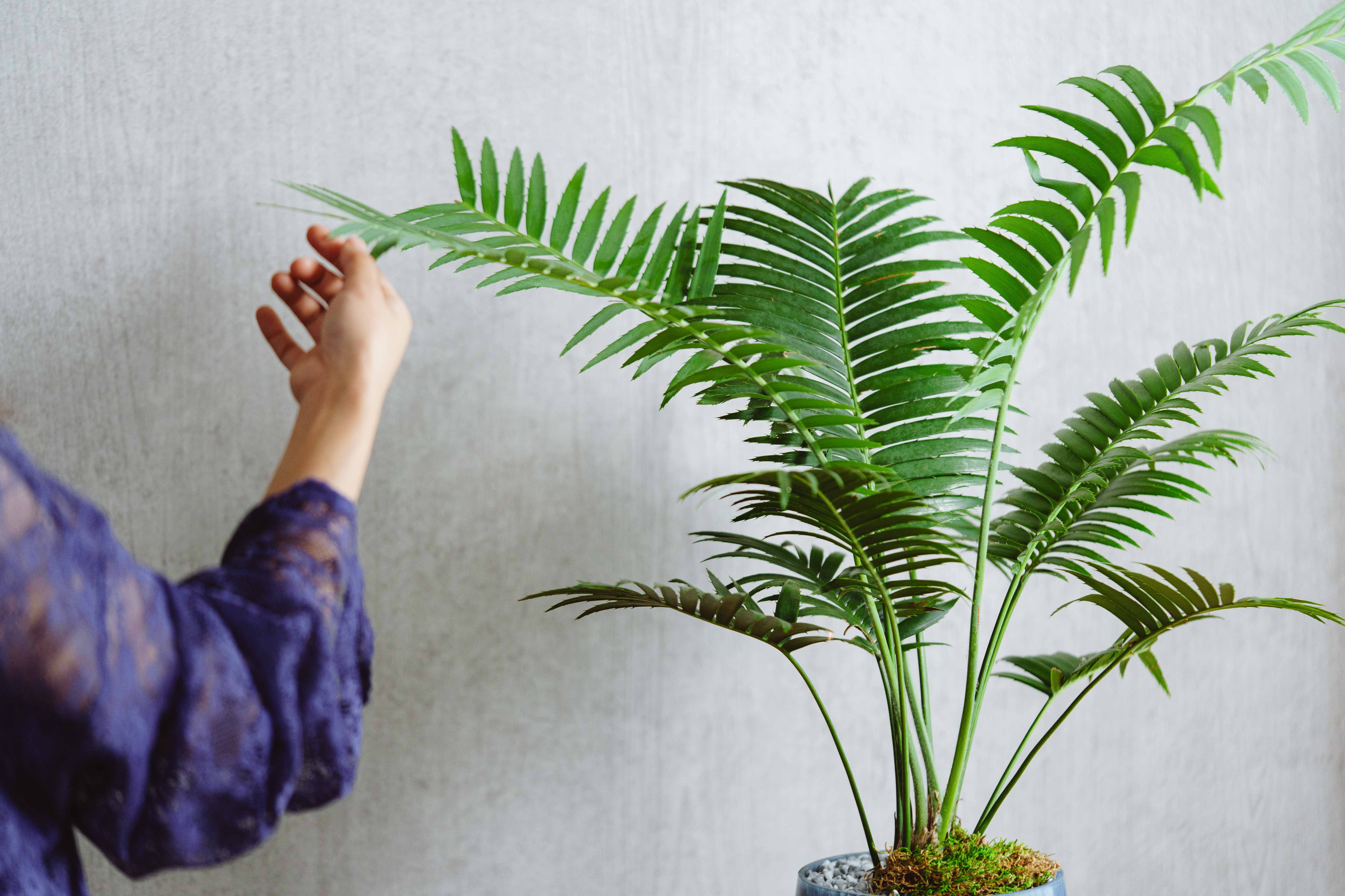 【現品】サイカス・ディオーン・スペヌローサム　スピヌローサム　7号　７K番 現品】サイカス・ディオーン・スペヌローサム スピヌローサム 7