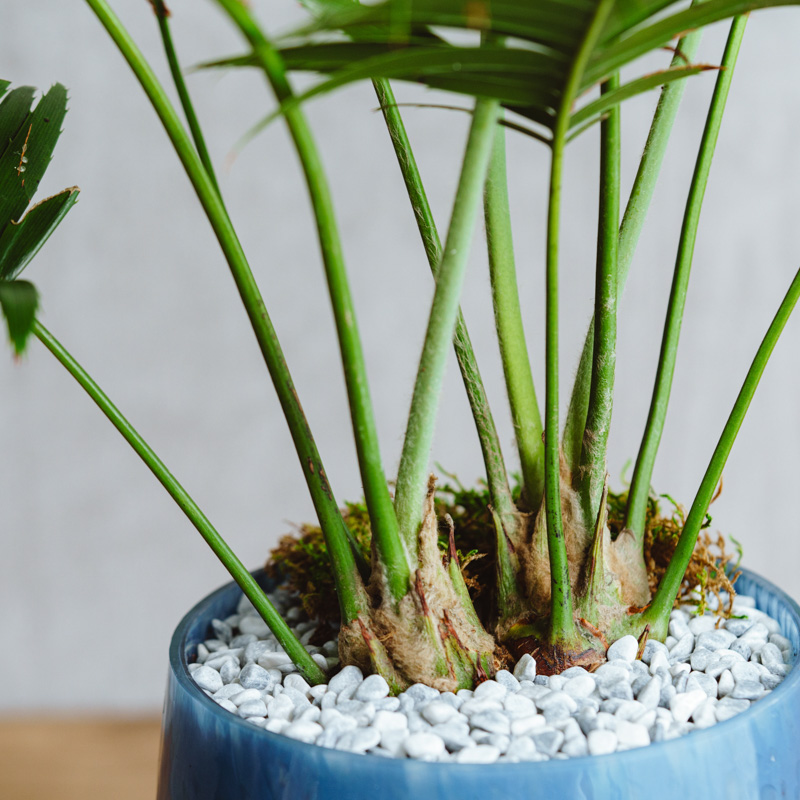 【現品】サイカス・ディオーン・スペヌローサム　スピヌローサム　7号　７K番 楽天市場】再入荷【現品・現物】サイカス・ディオーン