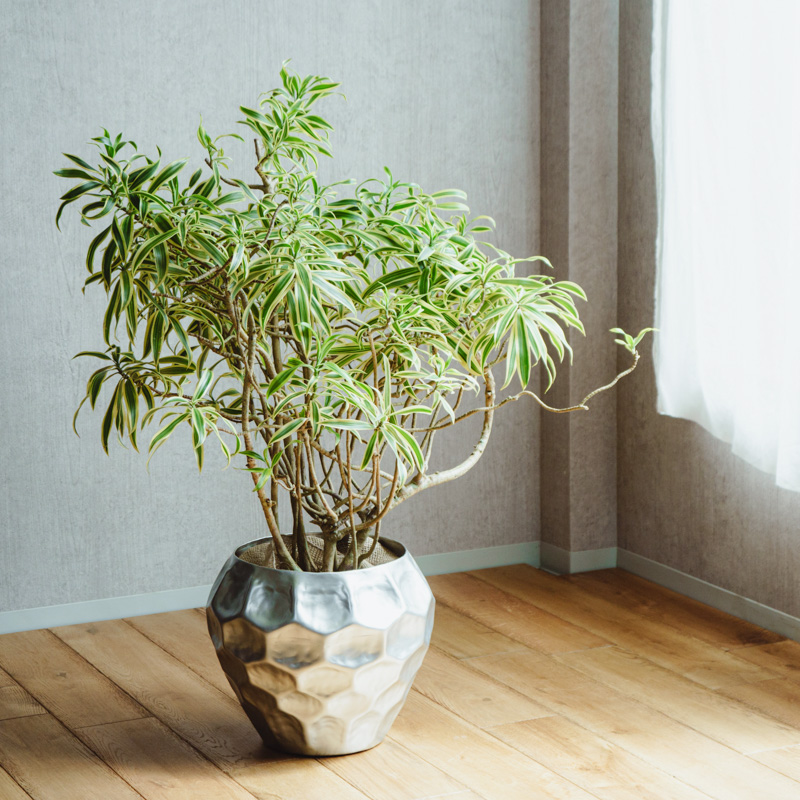 MAA様ご確認用です☆カントリーブーケ(小) 青山フラワーマーケット｜花束・ギフトのオンラインショップ