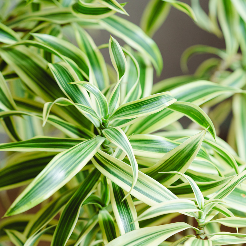 一点もの】ドラセナ・ソング・オブ・インディア/グラナダメテオ8