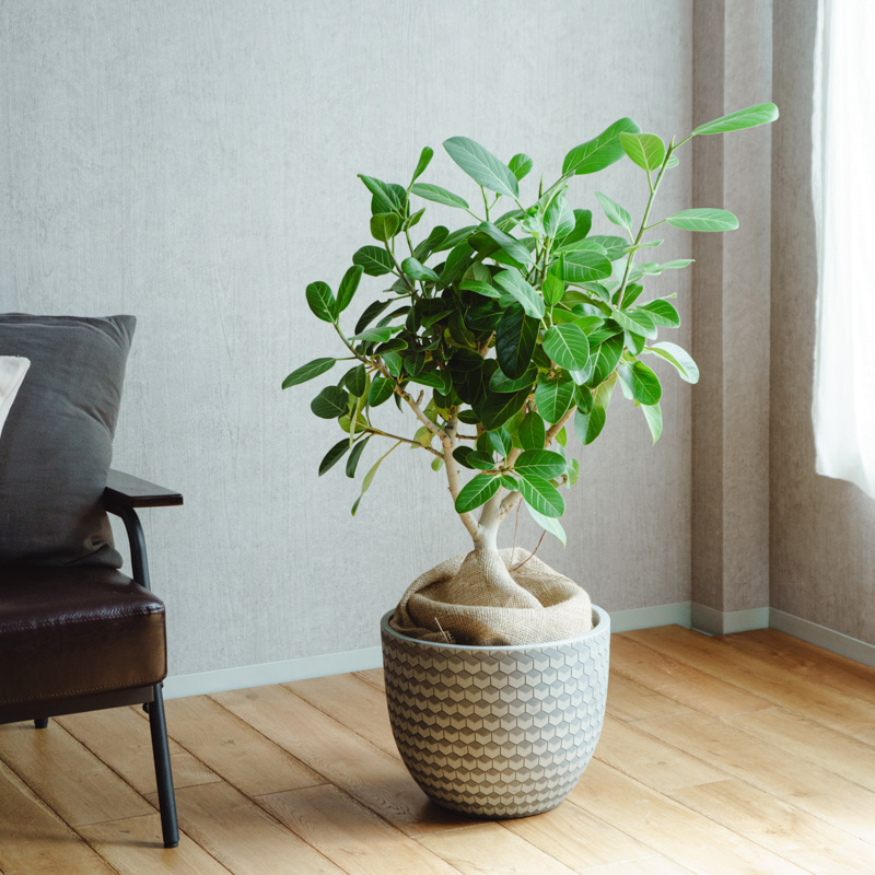 トゥヴェール好きの方に、バラ売り可能 トゥヴェール好きの方に、バラ売り可能 トゥヴェール好きの方に