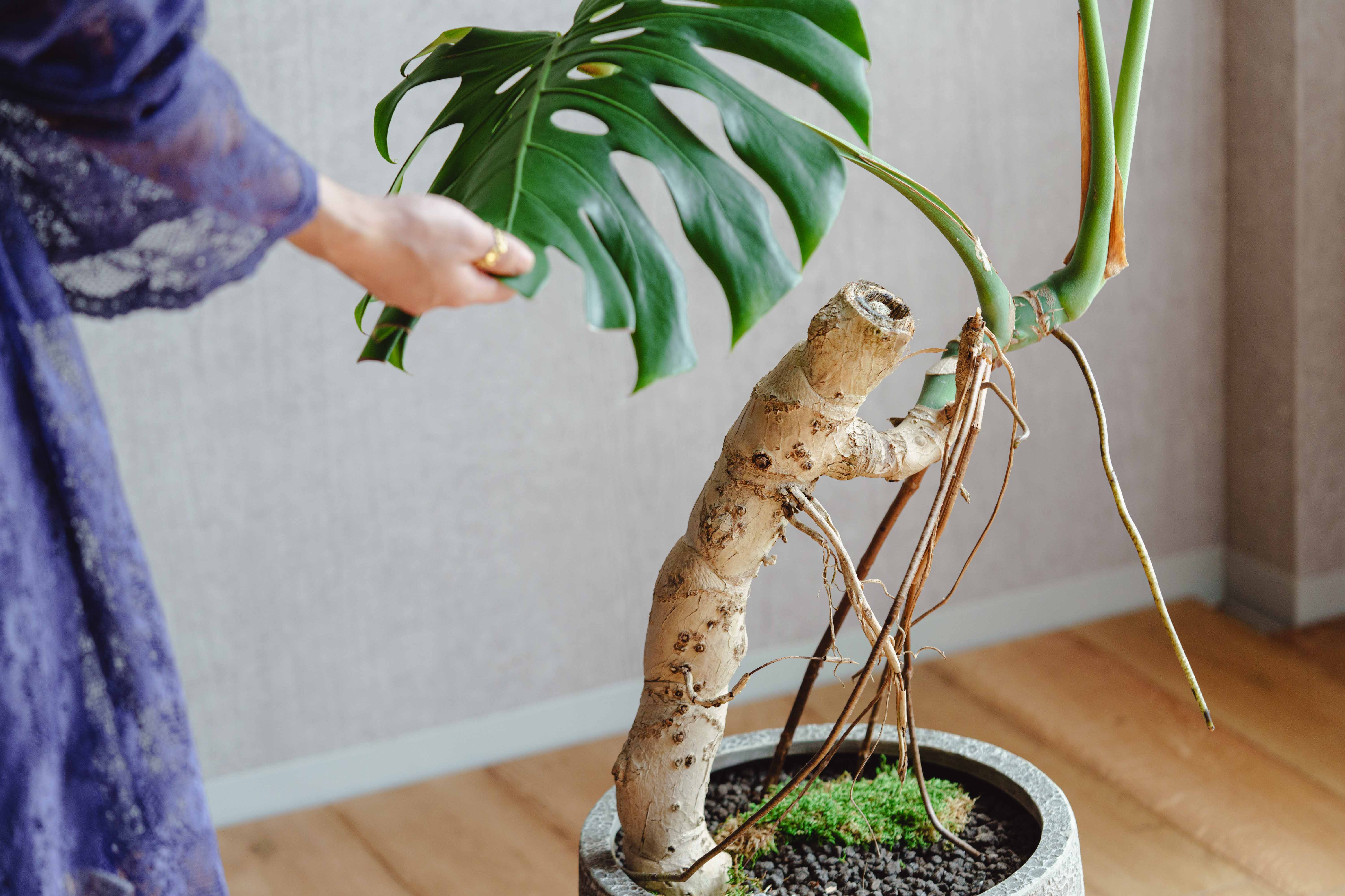 一点もの】モンステラ・デリシオサ/GREENPOT(グリーンポット)/ラヴァ