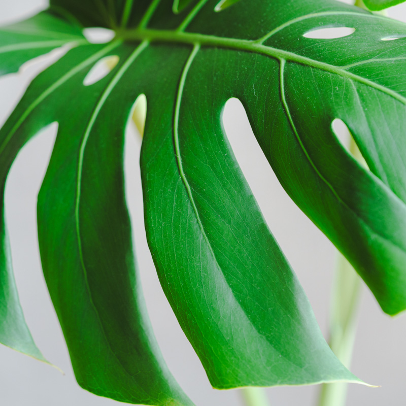 一点もの】モンステラ・デリシオサ/GREENPOT(グリーンポット)/ラヴァ