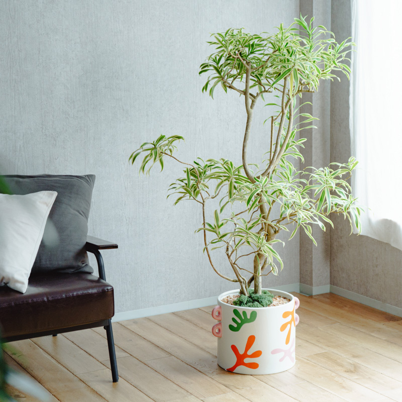 希少❗️ アロエ ヘラクレス 大苗 観葉植物 プレゼント 新築祝い