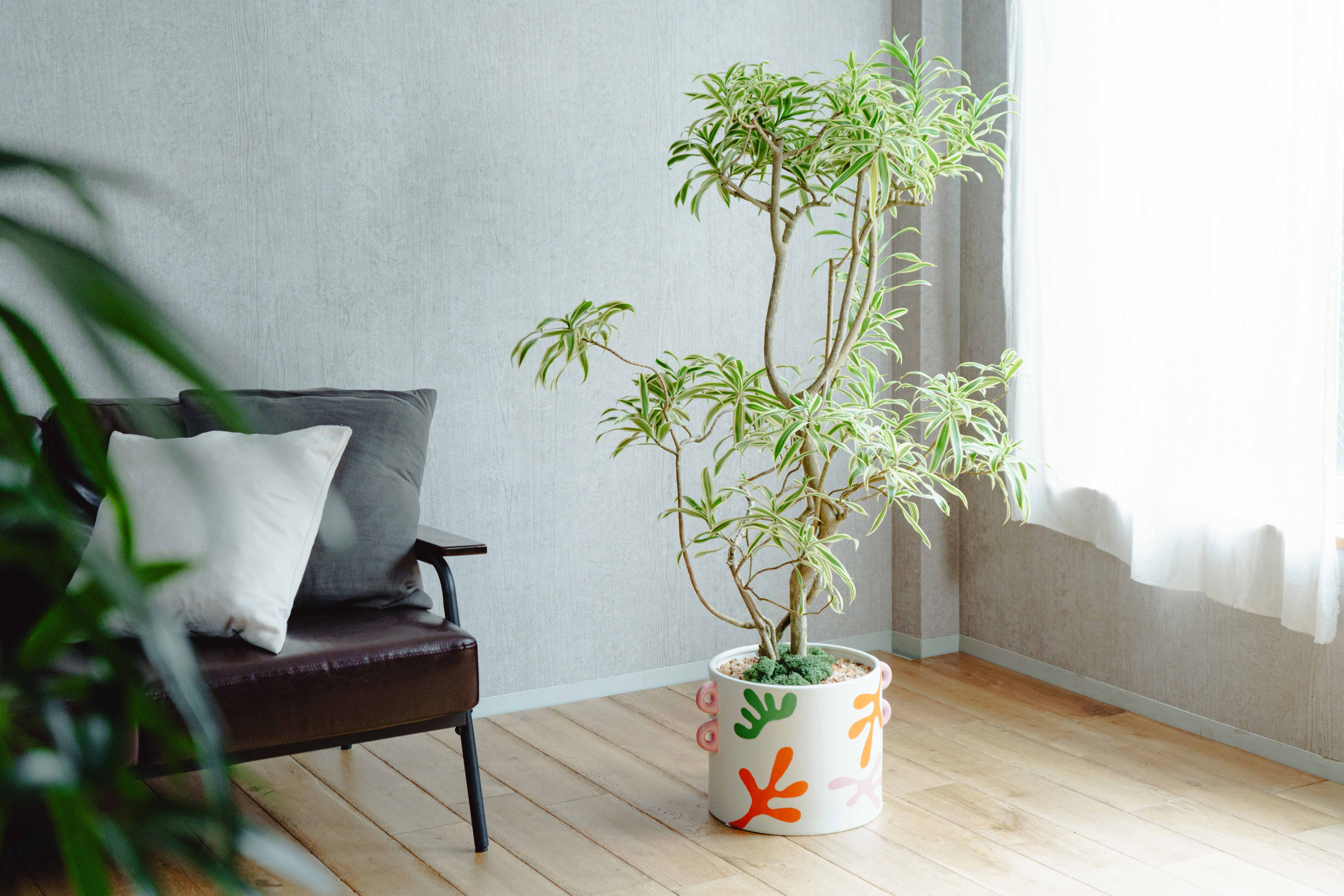 一点もの】ドラセナ・ソング・オブ・インディア/POMME PIDOU