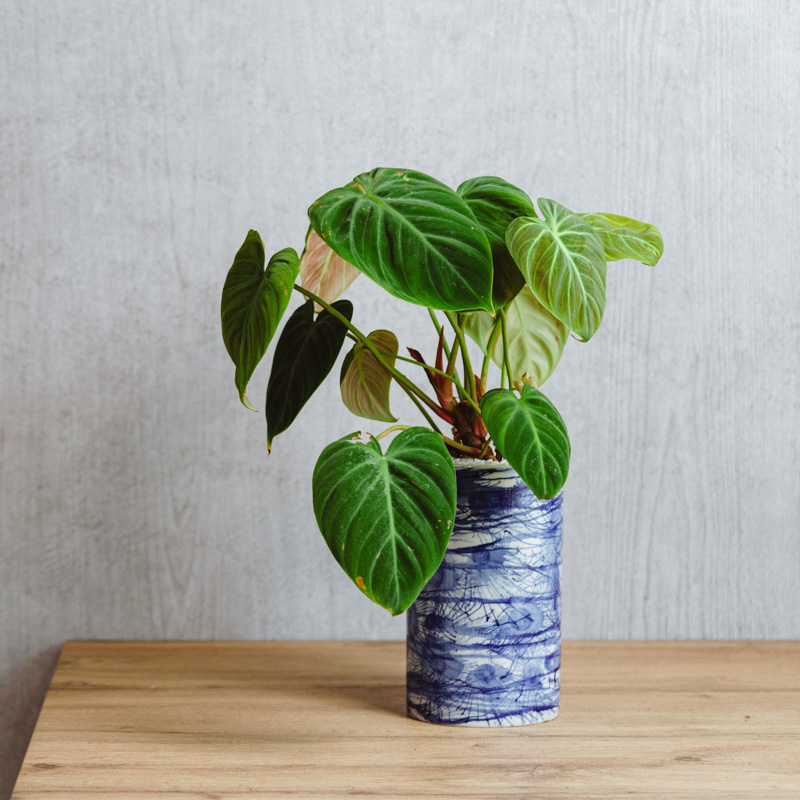 その他観葉植物 user_1242a77b Amazon｜GREEN PLACE ガジュマル 土を使わない 観葉植物 本物