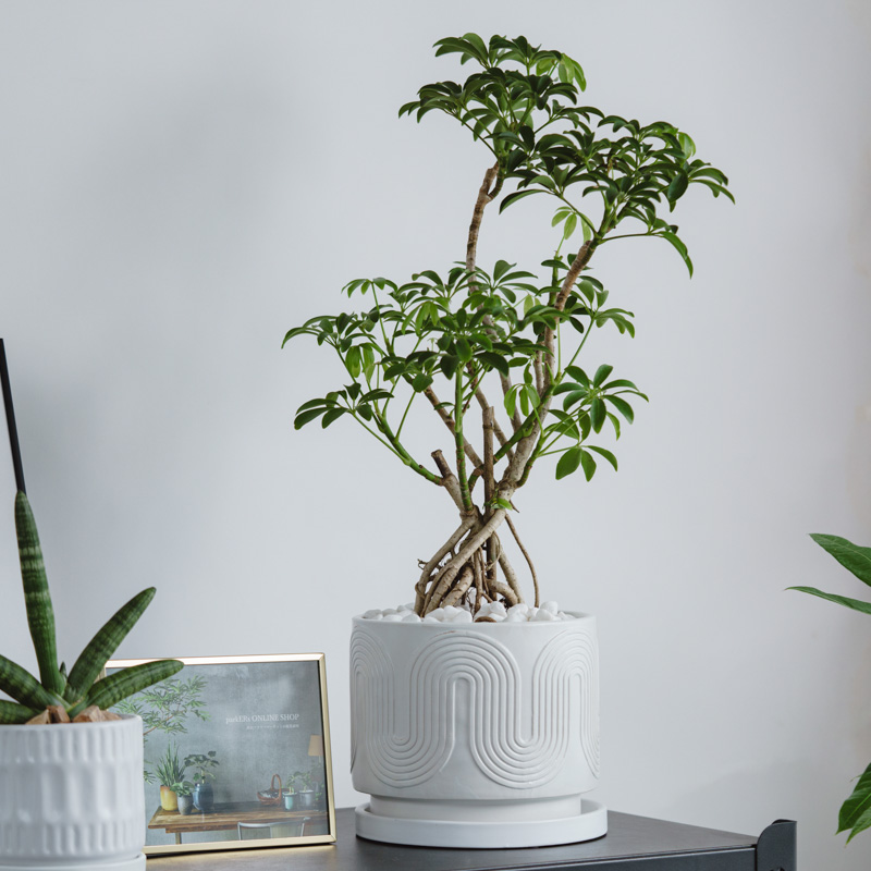 シェフレラ・コンパクタ/ASHGREY(アッシュグレイ)/ブランレール S