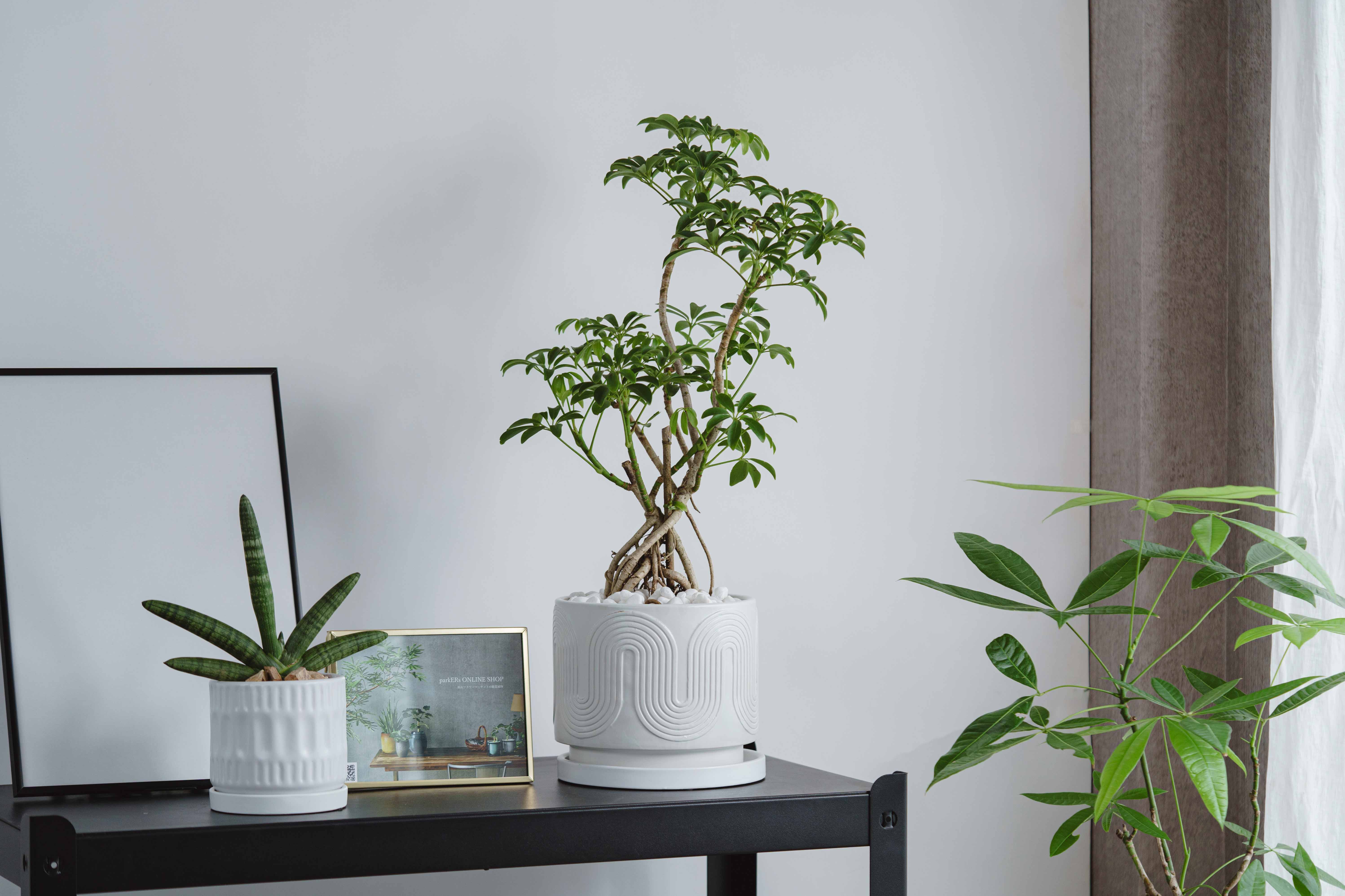 シェフレラ・コンパクタ/ASHGREY(アッシュグレイ)/ブランレール S