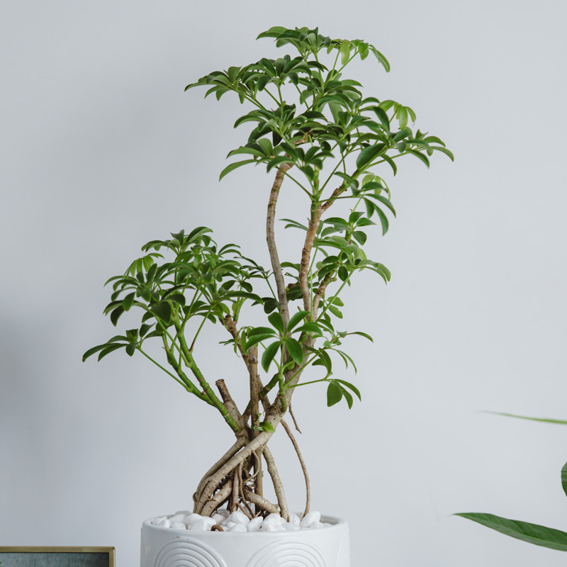 シェフレラ・コンパクタ/ASHGREY(アッシュグレイ)/ブランレール L