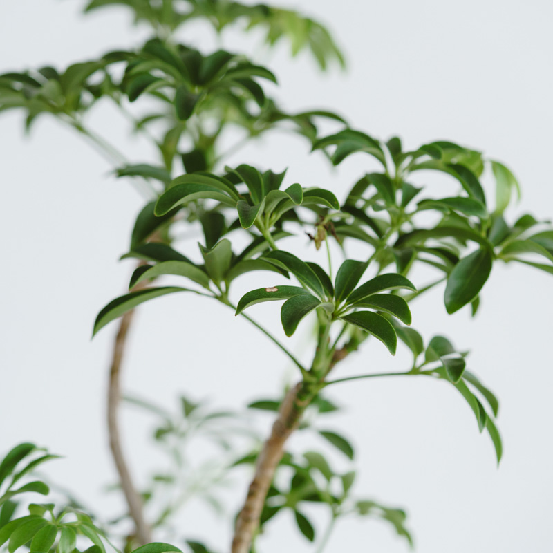 シェフレラ・コンパクタ/ASHGREY(アッシュグレイ)/ブランレール L