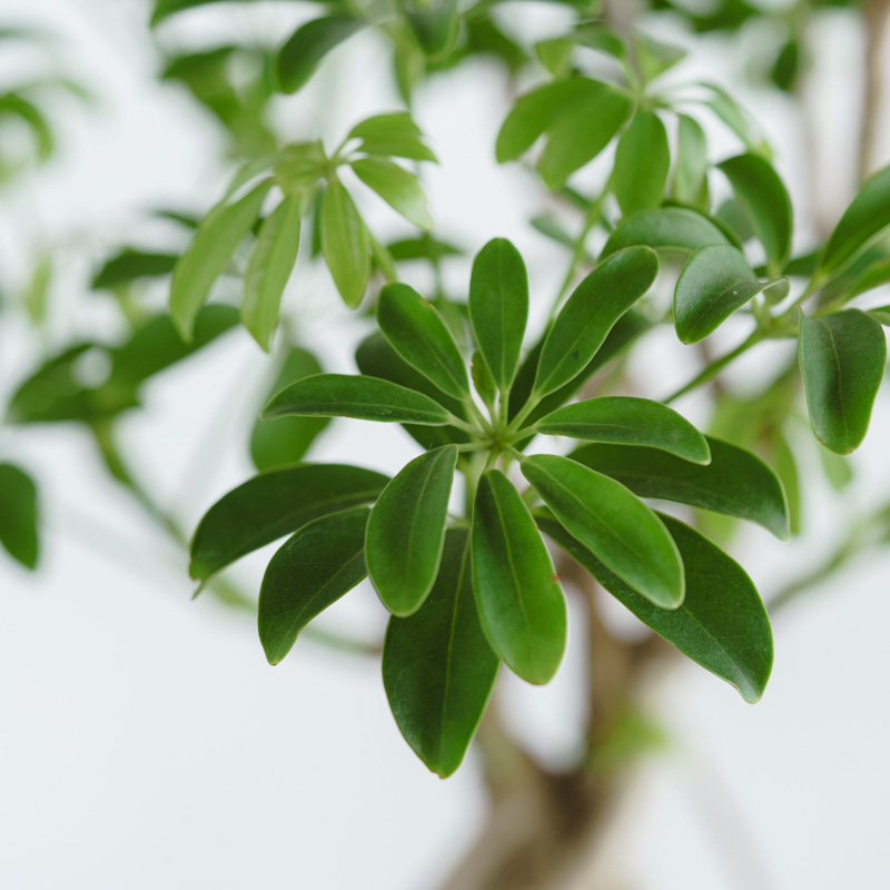 シェフレラ・コンパクタ/ASHGREY(アッシュグレイ)/ブランレール L