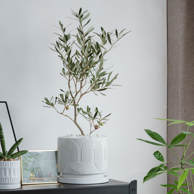 オリーブ・チプレッシーノ/ASHGREY(アッシュグレイ)/ブランレール L