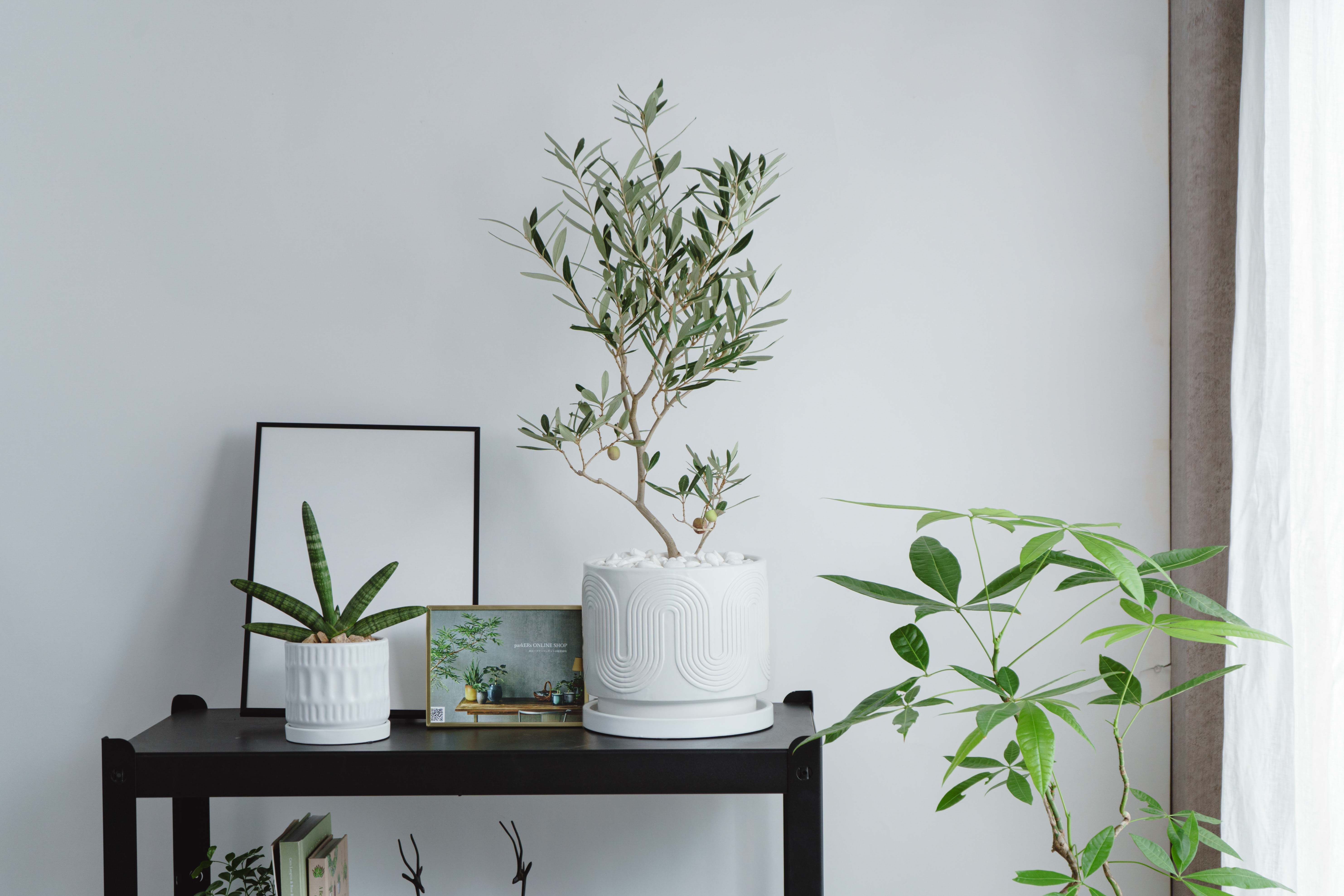 オリーブ・チプレッシーノ/ASHGREY(アッシュグレイ)/ブランレール L