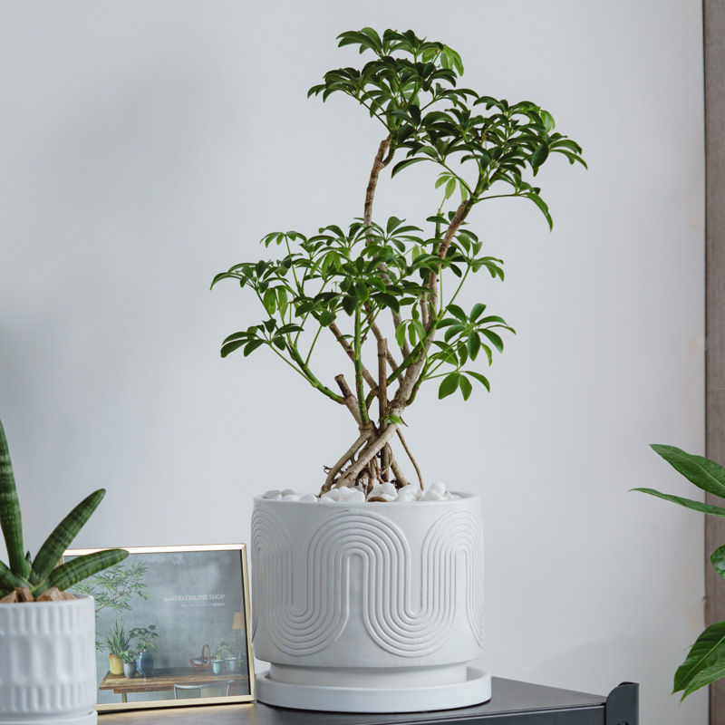 中鉢サイズ | 青山フラワーマーケット | 青山フラワーマーケット｜花束