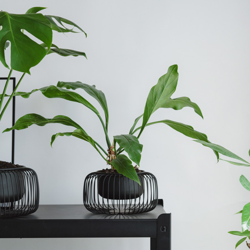 観葉植物 | 青山フラワーマーケット | 青山フラワーマーケット｜花束