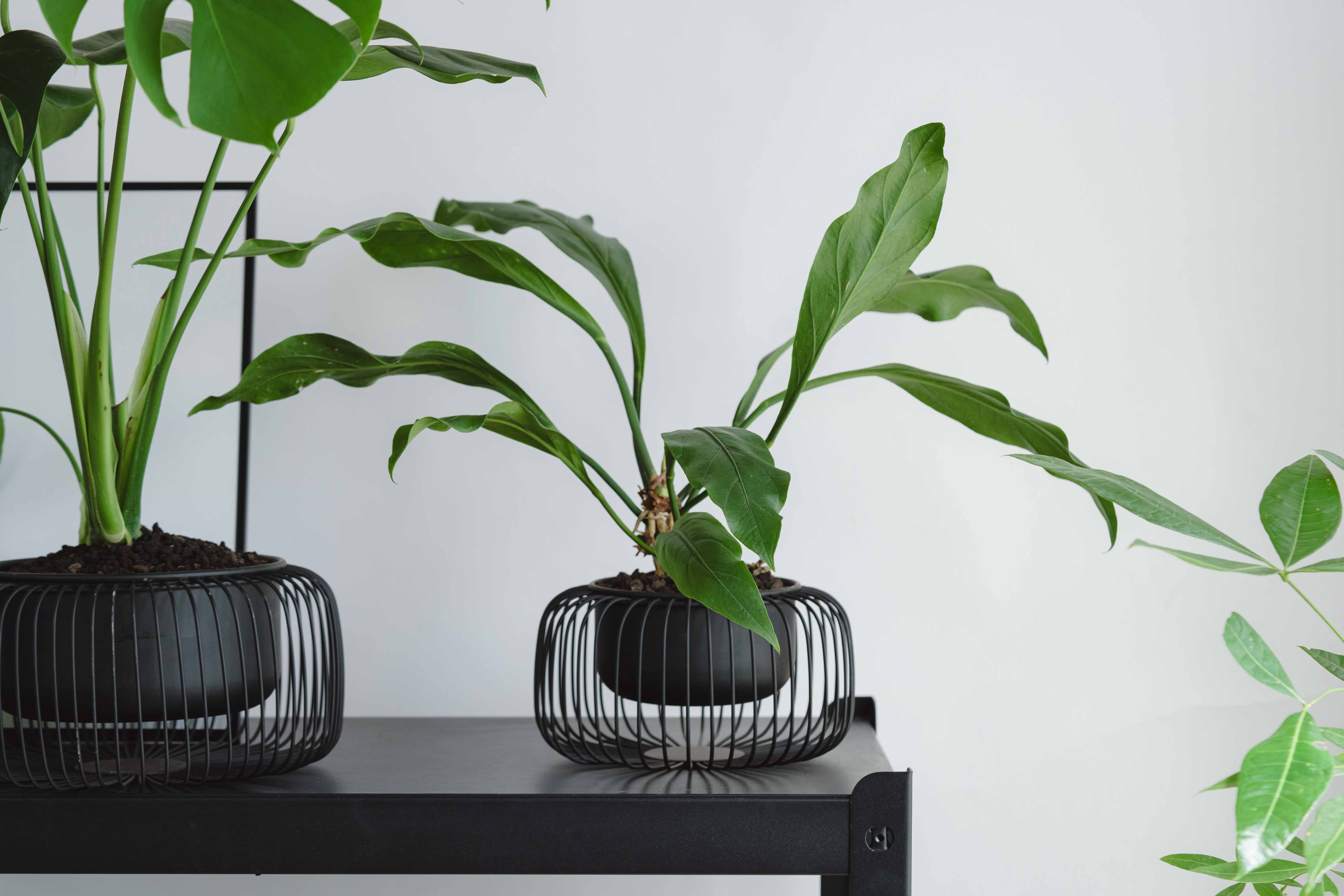 アンスリウム・フーケリー/murmures(ミュールミル)/アンリロウボウル黒