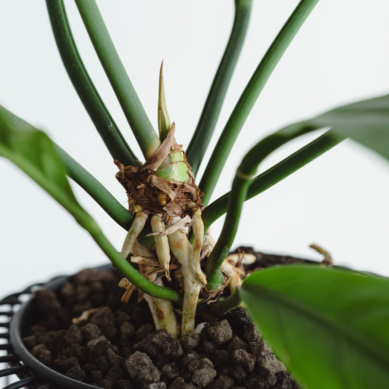 アンスリウム・フーケリー/murmures(ミュールミル)/アンリロウボウル黒