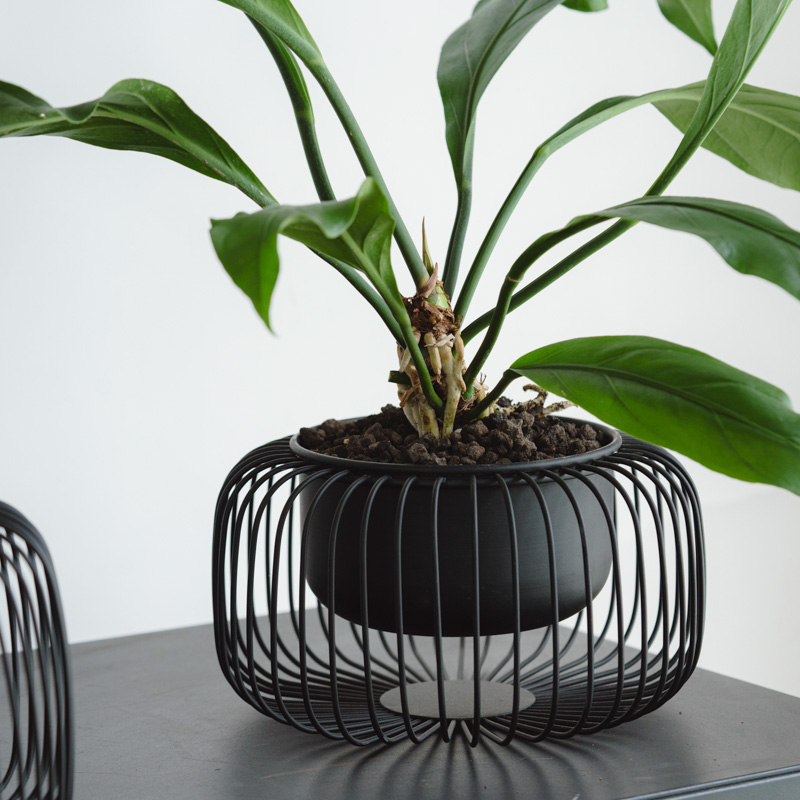 アンスリウム・フーケリー/murmures(ミュールミル)/アンリロウボウル黒