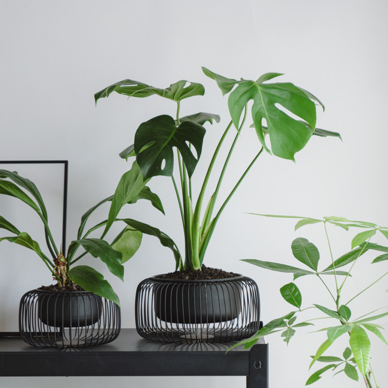 中鉢サイズ | 青山フラワーマーケット | 青山フラワーマーケット｜花束