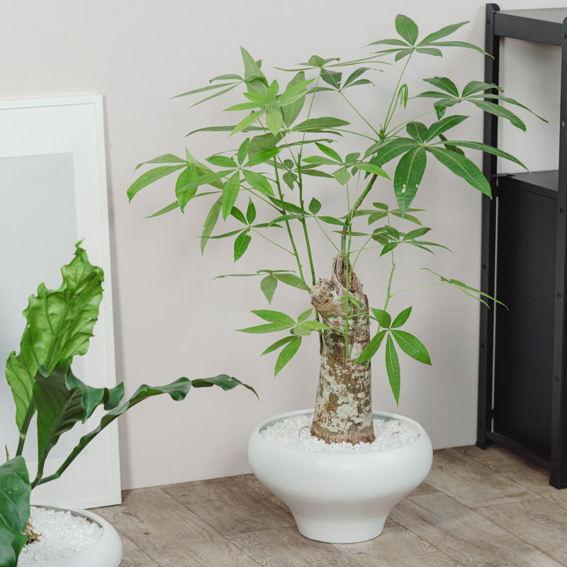 観葉植物　　観賞用　シンボル 青山フラワーマーケット｜空間・部屋のシンボル となる植物 | 青山