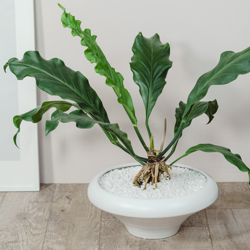 アンスリウムフーケリ大型 アンスリウム・フーケリー 8号 | 京橋植物園