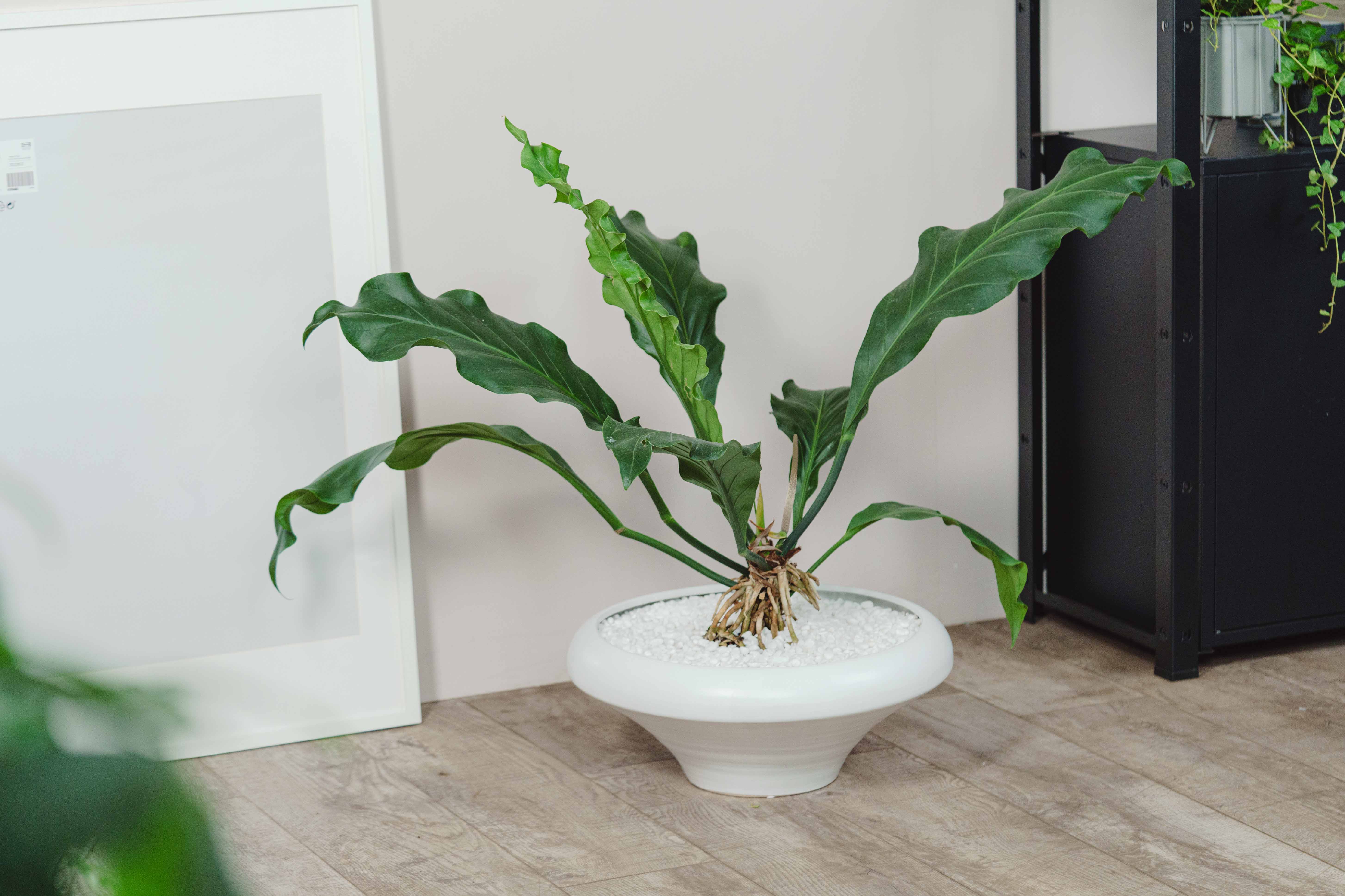 アンスリウム・フーケリー/FARM(ファーム)/フランカ 48 UW | 青山