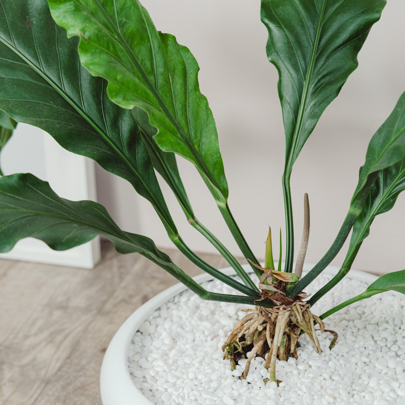 アンスリウム・フーケリー/FARM(ファーム)/フランカ 48 UW | 青山