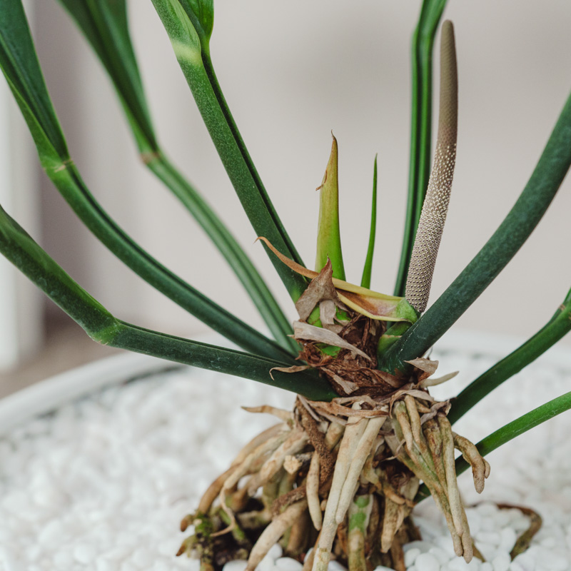 アンスリウム・フーケリー/FARM(ファーム)/フランカ 48 UW | 青山