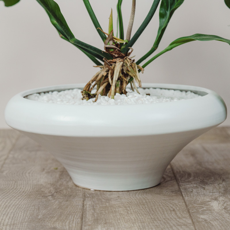 アンスリウム・フーケリー/FARM(ファーム)/フランカ 48 UW | 青山