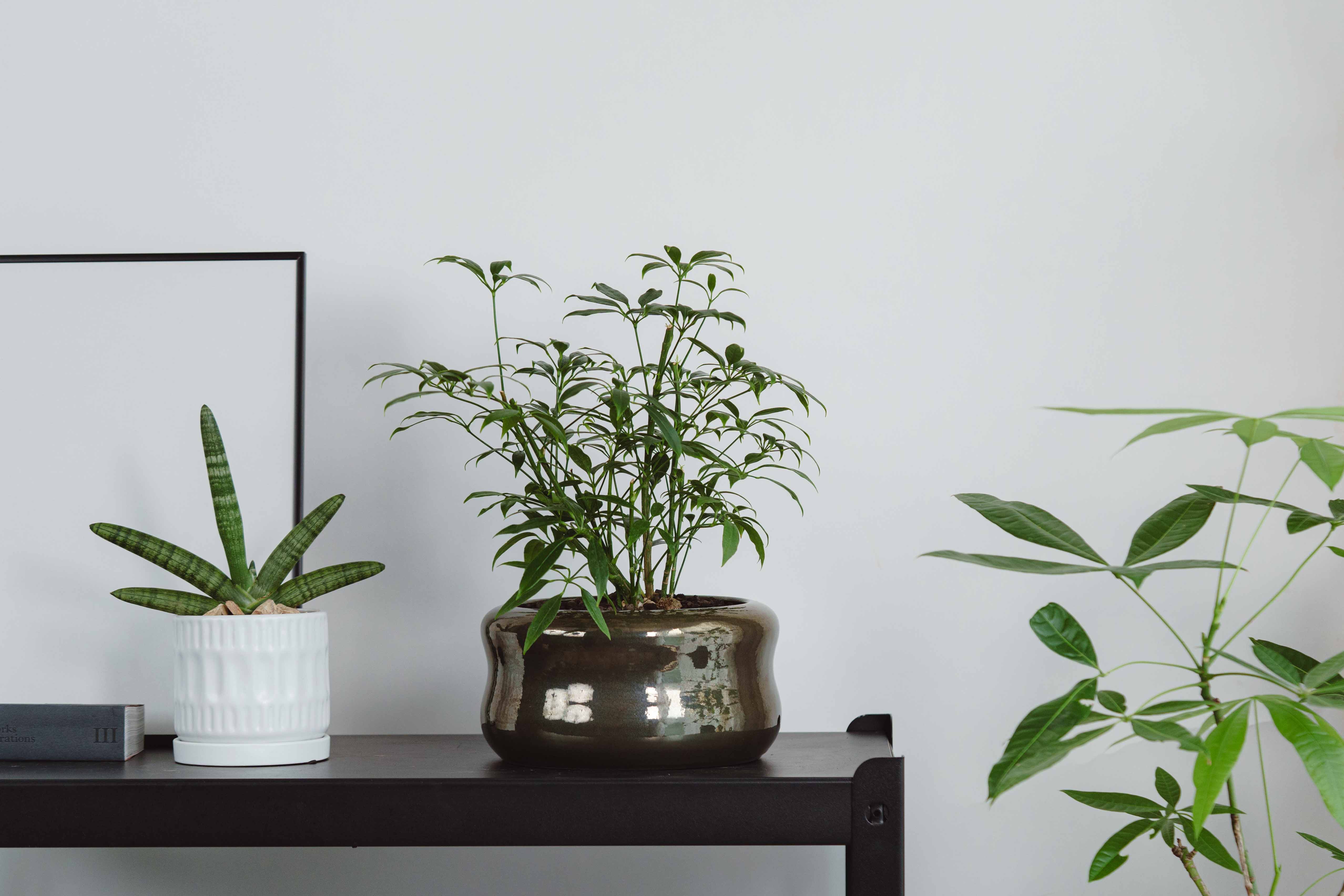 シェフレラ・コンパクタ/ASHGREY(アッシュグレイ）/グラスゴー 3